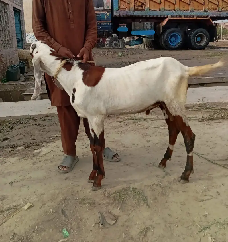 2 Nagra Bakray. 1 Black White Beetal Bakra Fresh 2 teeth — photo 5