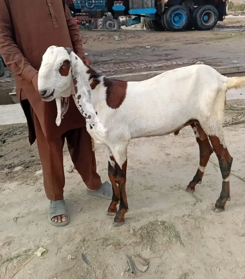 2 Nagra Bakray. 1 Black White Beetal Bakra Fresh 2 teeth — photo 6