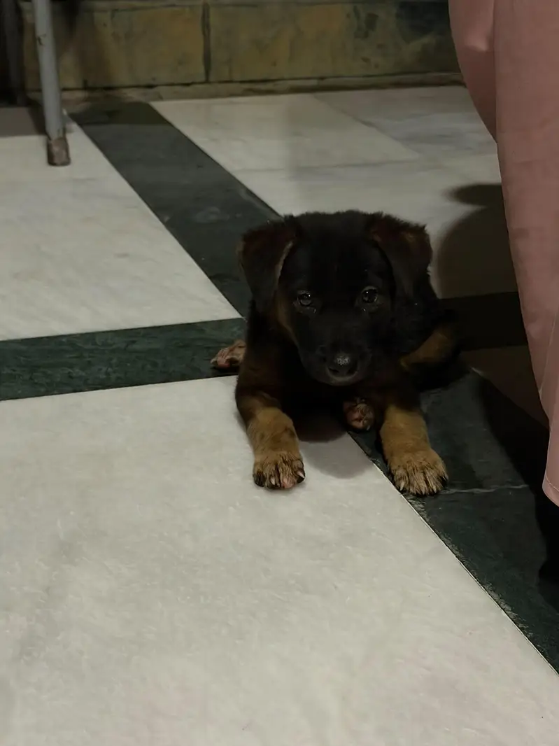 German Shepherd puppy