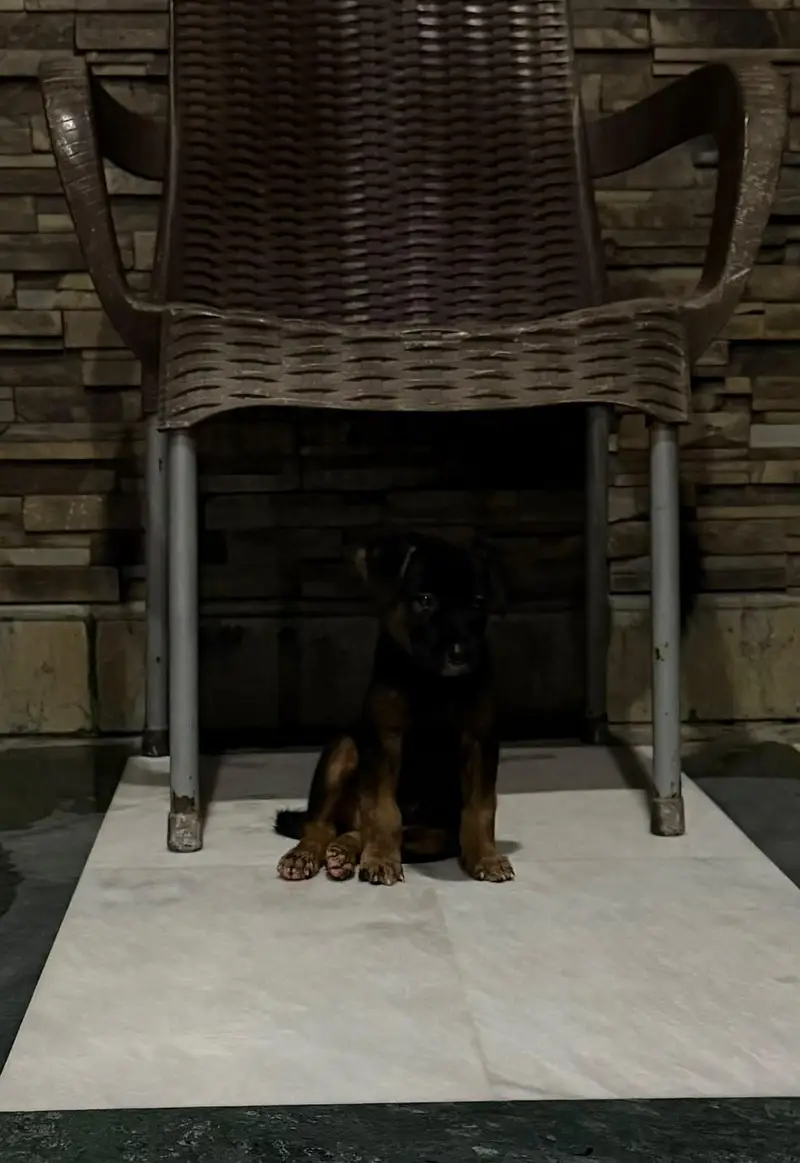 German Shepherd puppy — photo 2