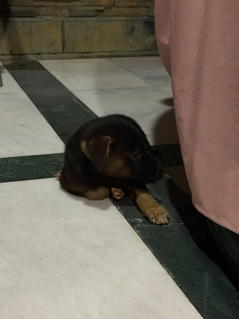 German Shepherd puppy — photo 3