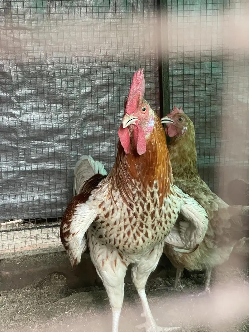 Rooster | Desi Murgha Breeder | Sale in Lahore