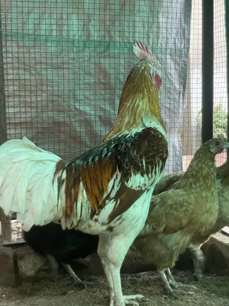 Rooster | Desi Murgha Breeder | Sale in Lahore — photo 2