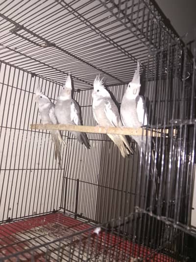 cocktail berder pair for sell