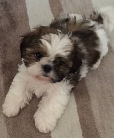 Pure Shihtzu