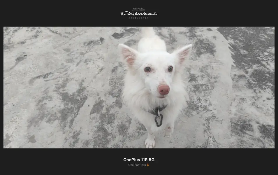 tran dog — photo 3
