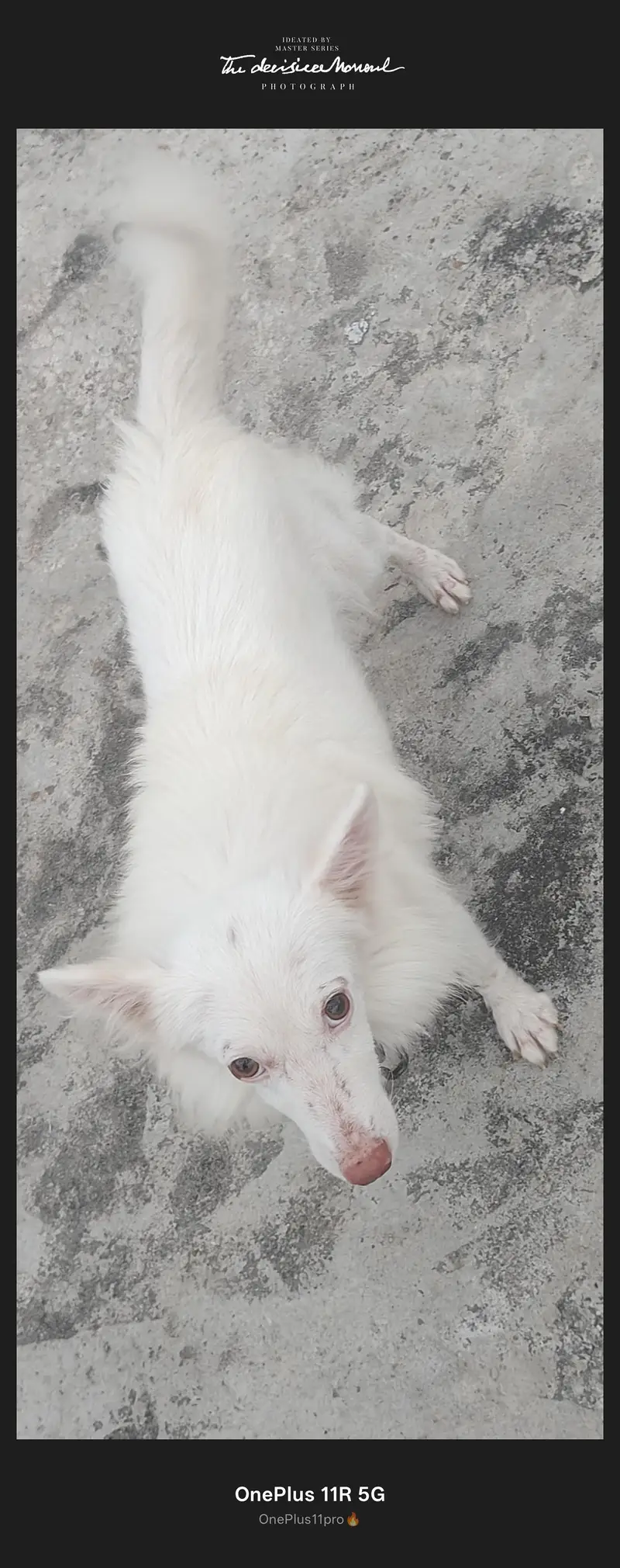 tran dog — photo 4