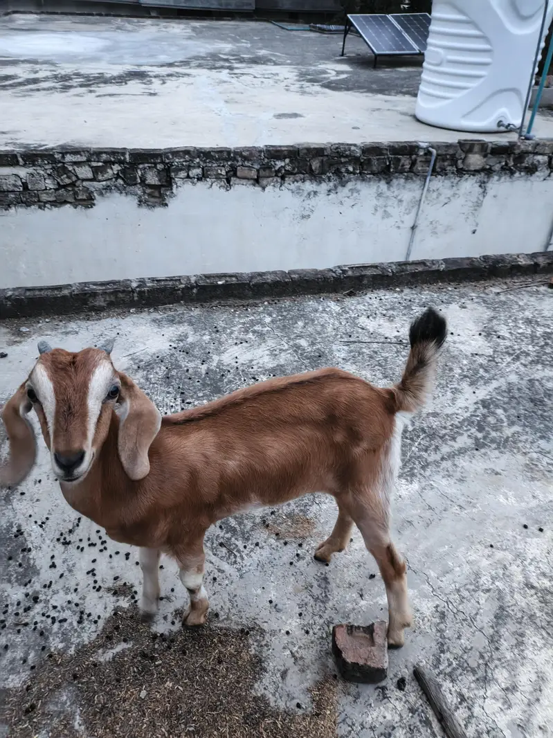 2 bakriya for sale price 50000 whattp number 03355120092 — photo 3