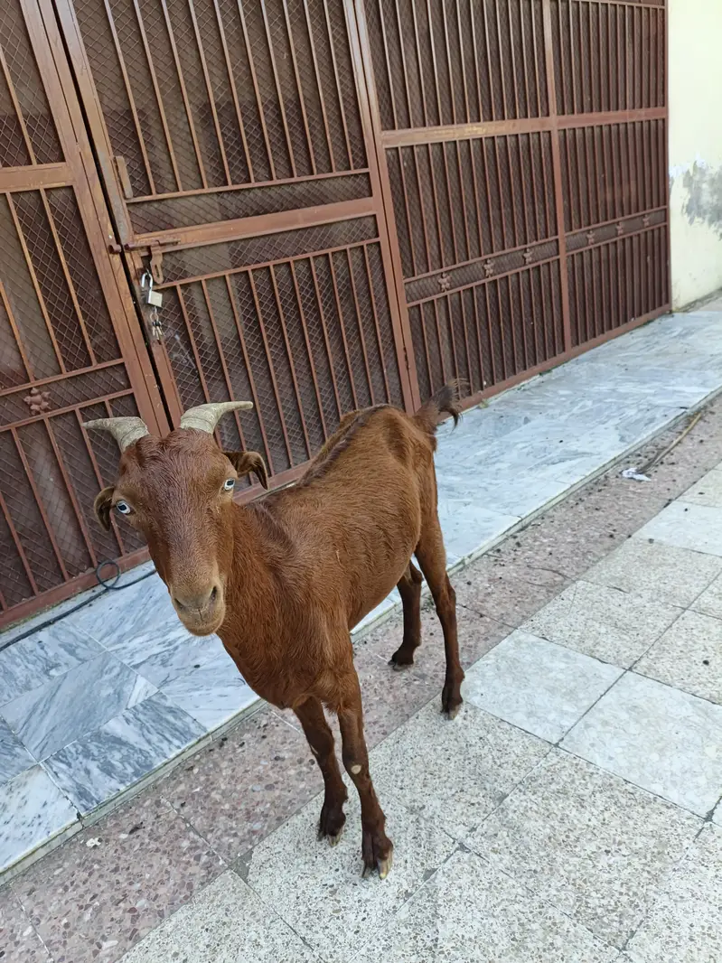 2 bakriya for sale price 50000 whattp number 03355120092 — photo 5