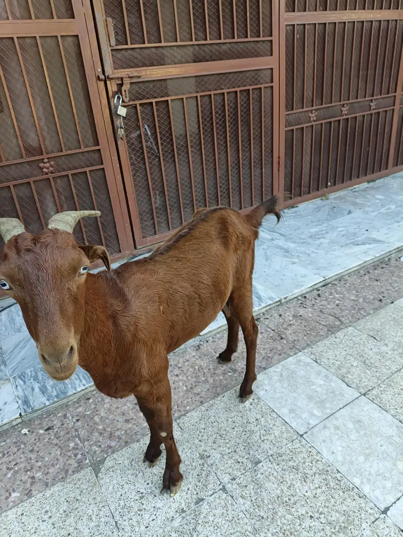 2 bakriya for sale price 50000 whattp number 03355120092 — photo 6