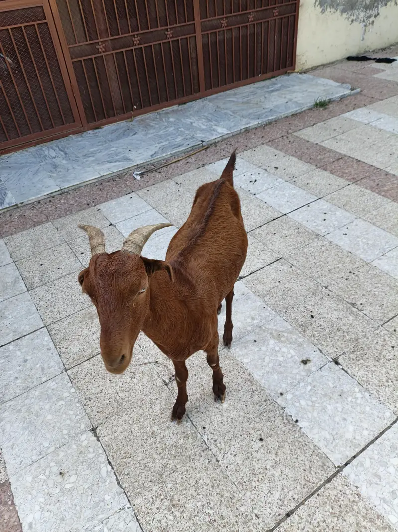 2 bakriya for sale price 50000 whattp number 03355120092 — photo 7