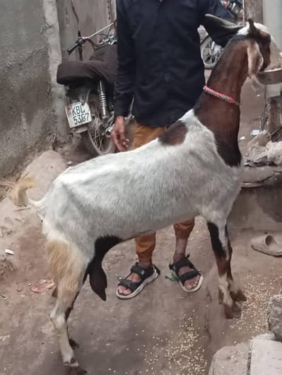 dud wali bakri 1 kg dud roz ka for sale