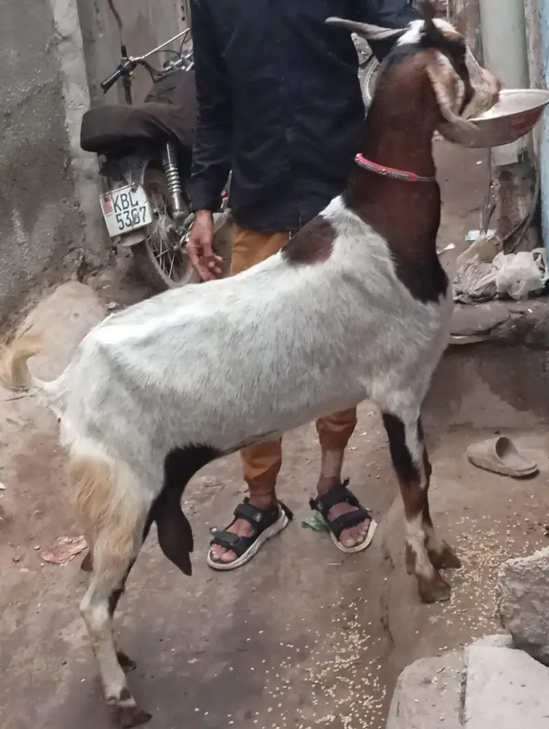 dud wali bakri 1 kg dud roz ka for sale — photo 2