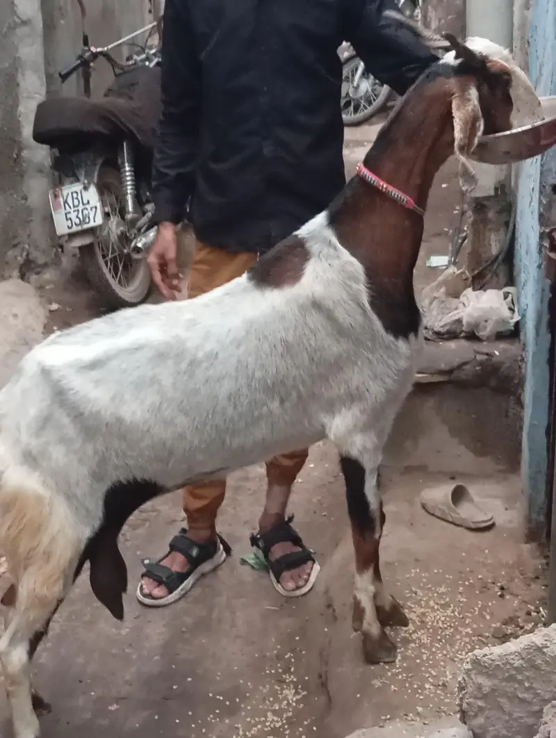 dud wali bakri 1 kg dud roz ka for sale — photo 3
