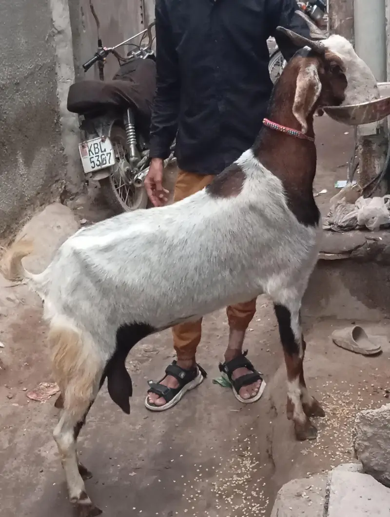 dud wali bakri 1 kg dud roz ka for sale — photo 4