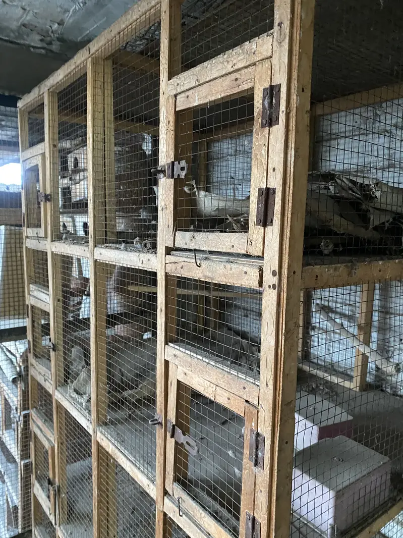 cage Wooden — photo 4