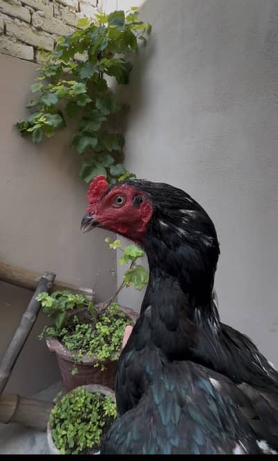 Pure lasani Aseel bird | mushka patha | Aseel |
