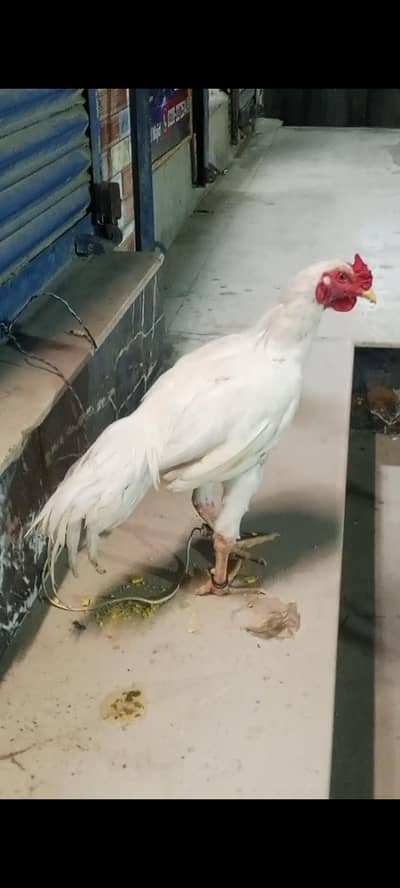 Heera male for sale