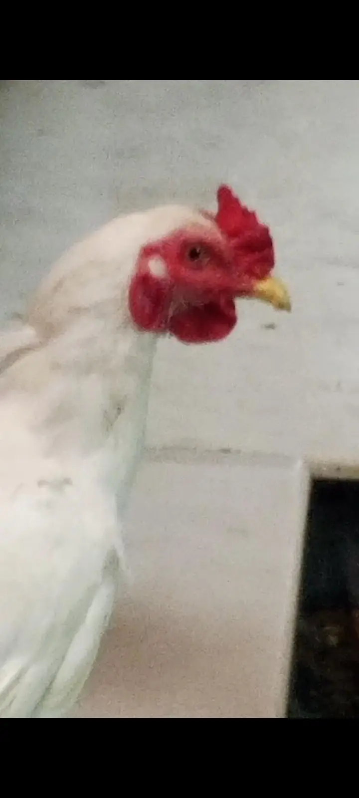 Heera male for sale — photo 4