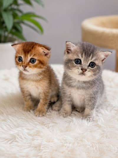 Scottish Fold British Shorthair Kittens
