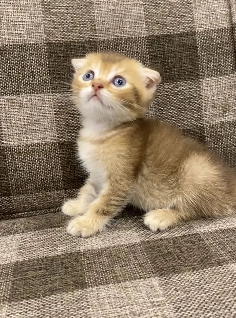 British Shorthair | Scottish Fold | Kittens — photo 5