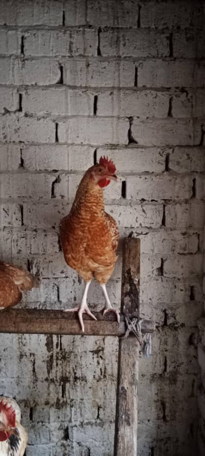 Golden Misri Male 1000 Par KG