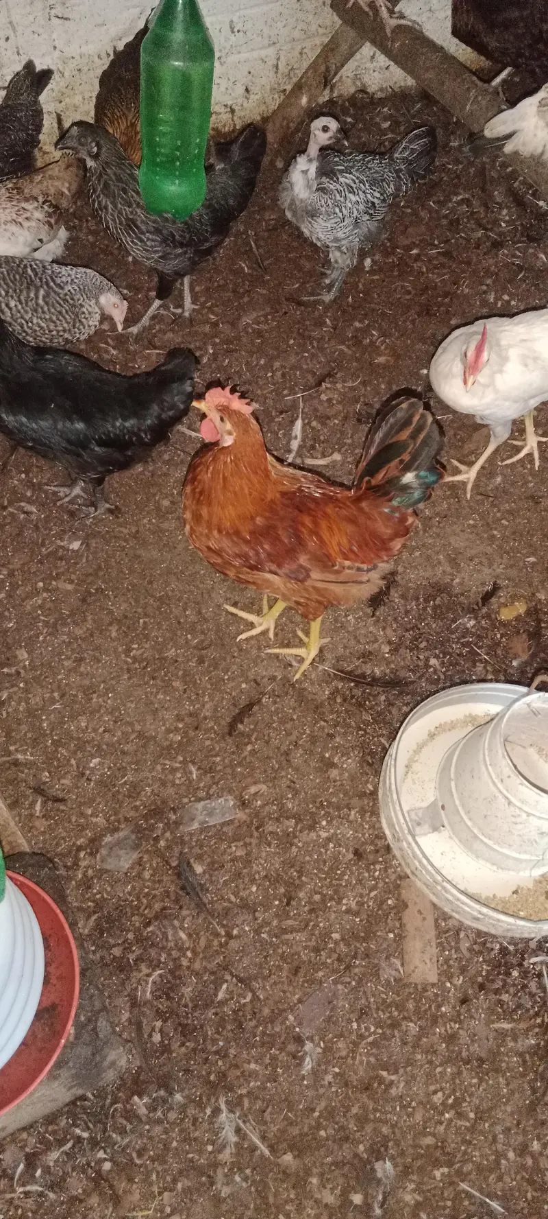 Golden Misri Male 1000 Par KG — photo 2