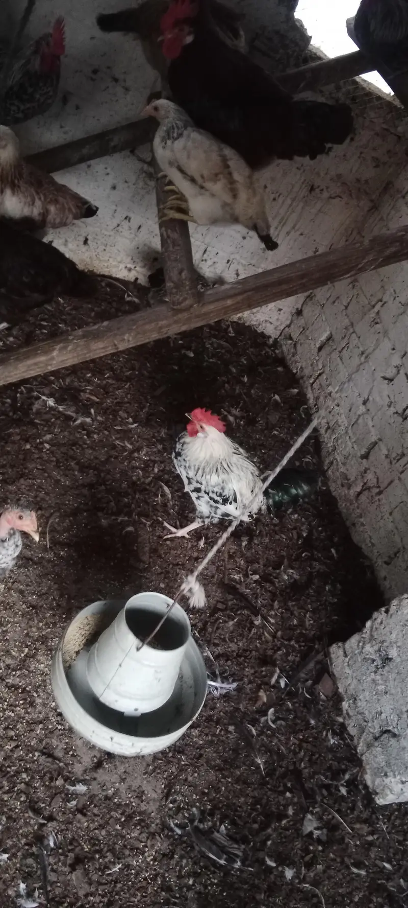 Golden Misri Male 1000 Par KG — photo 3
