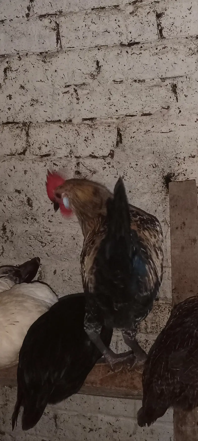 Golden Misri Male 1000 Par KG — photo 5