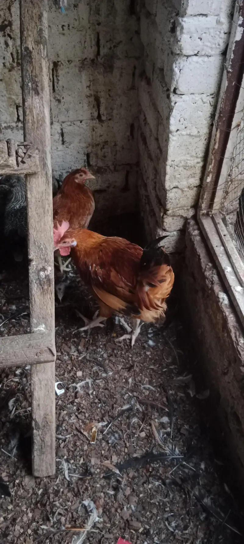 Golden Misri Male 1000 Par KG — photo 6