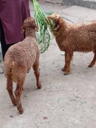 2 dumba puar kharee k 5 month for sale