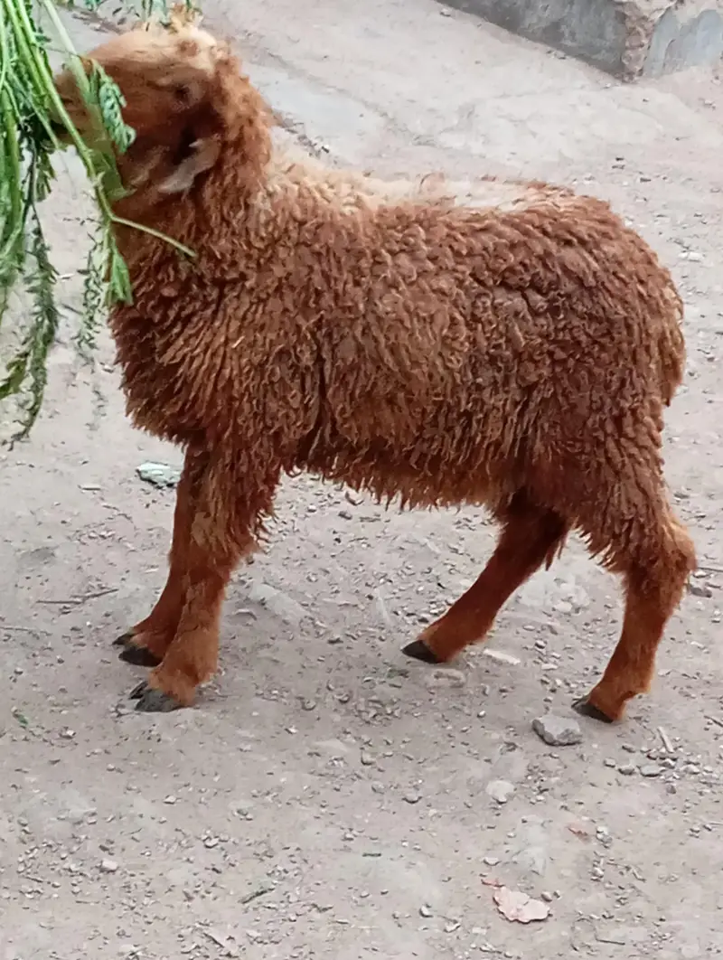 2 dumba puar kharee k 5 month for sale — photo 2