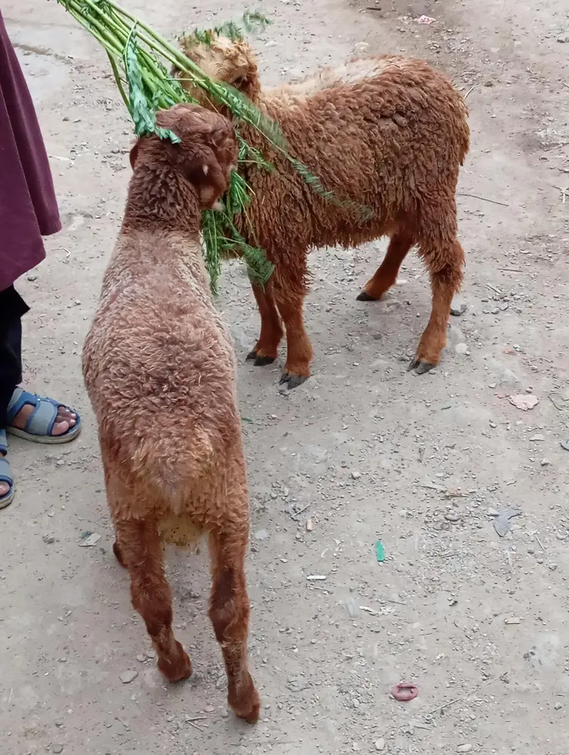 2 dumba puar kharee k 5 month for sale — photo 3