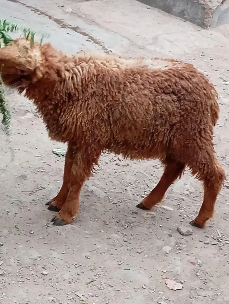 2 dumba puar kharee k 5 month for sale — photo 4