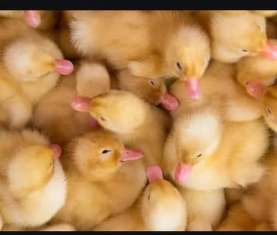 Desi Ducks chicks
