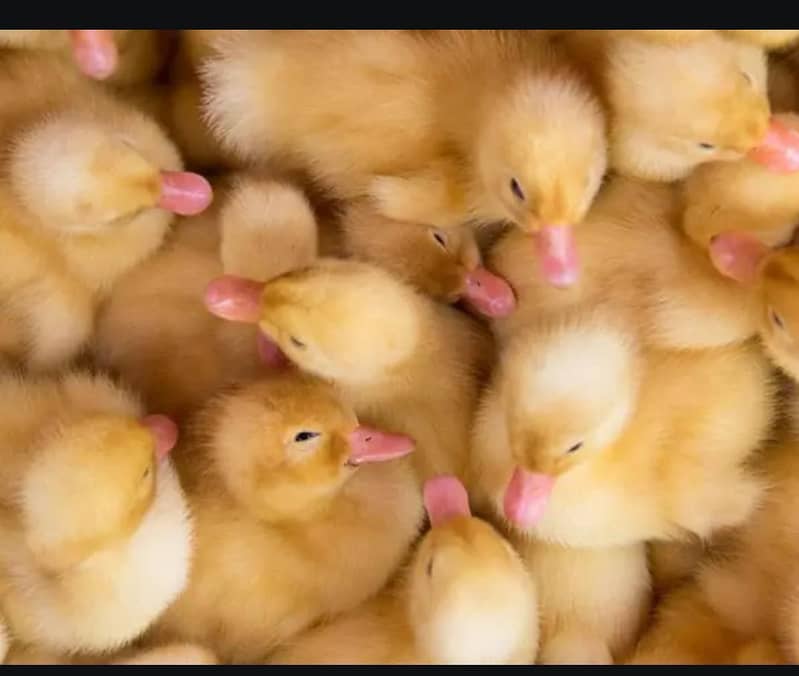 Desi Ducks chicks 0