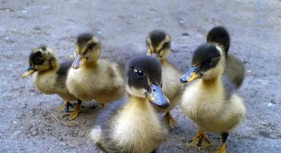 Desi Ducks chicks 1