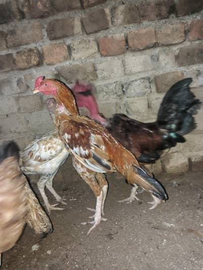 aseel murga or golden misri murgia or murga price final