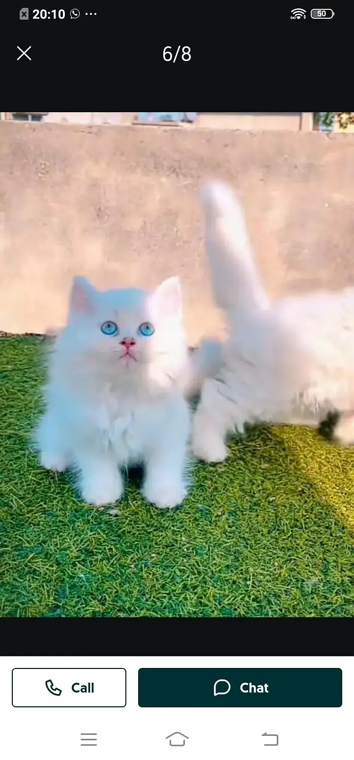 Persian cat for sale male or femalemy WhatsApp numbe03=34=53=14=8=96 — photo 3