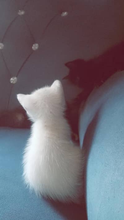 single coat persian kittens