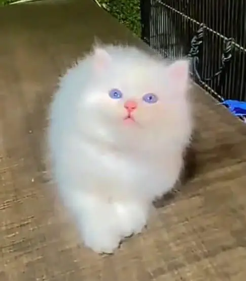 Persian cat for sale male or femalemy WhatsApp number32=48=31=66=76 — photo 2