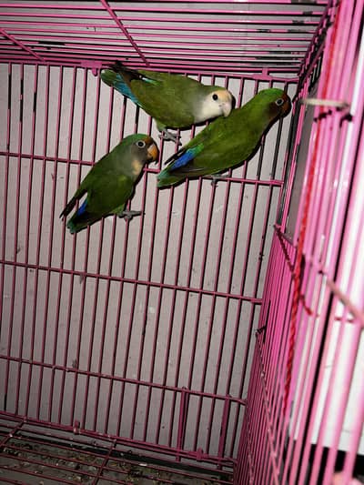 2pair love bird sell urgent