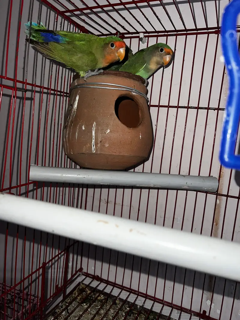 2pair love bird sell urgent with cage — photo 2