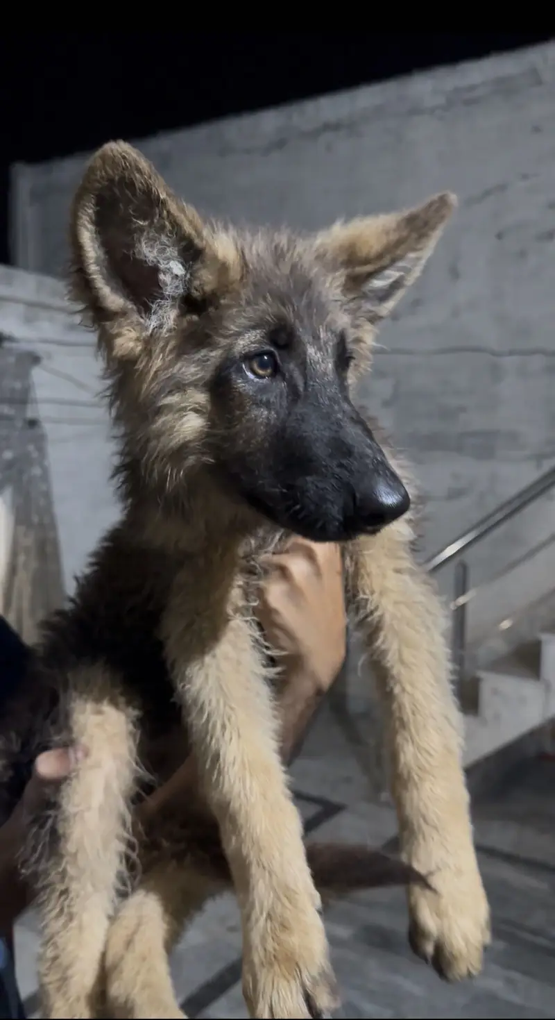 German shepherd puppys — photo 5