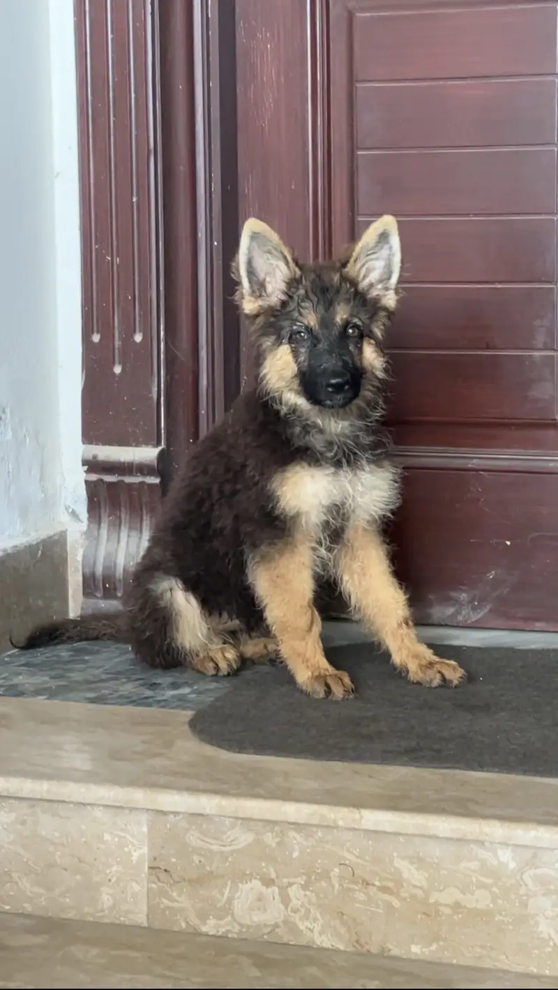 German shepherd puppys — photo 4