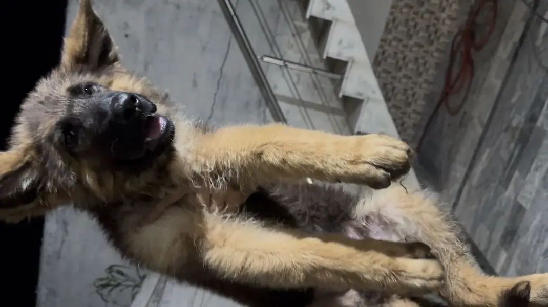 German shepherd puppys — photo 3