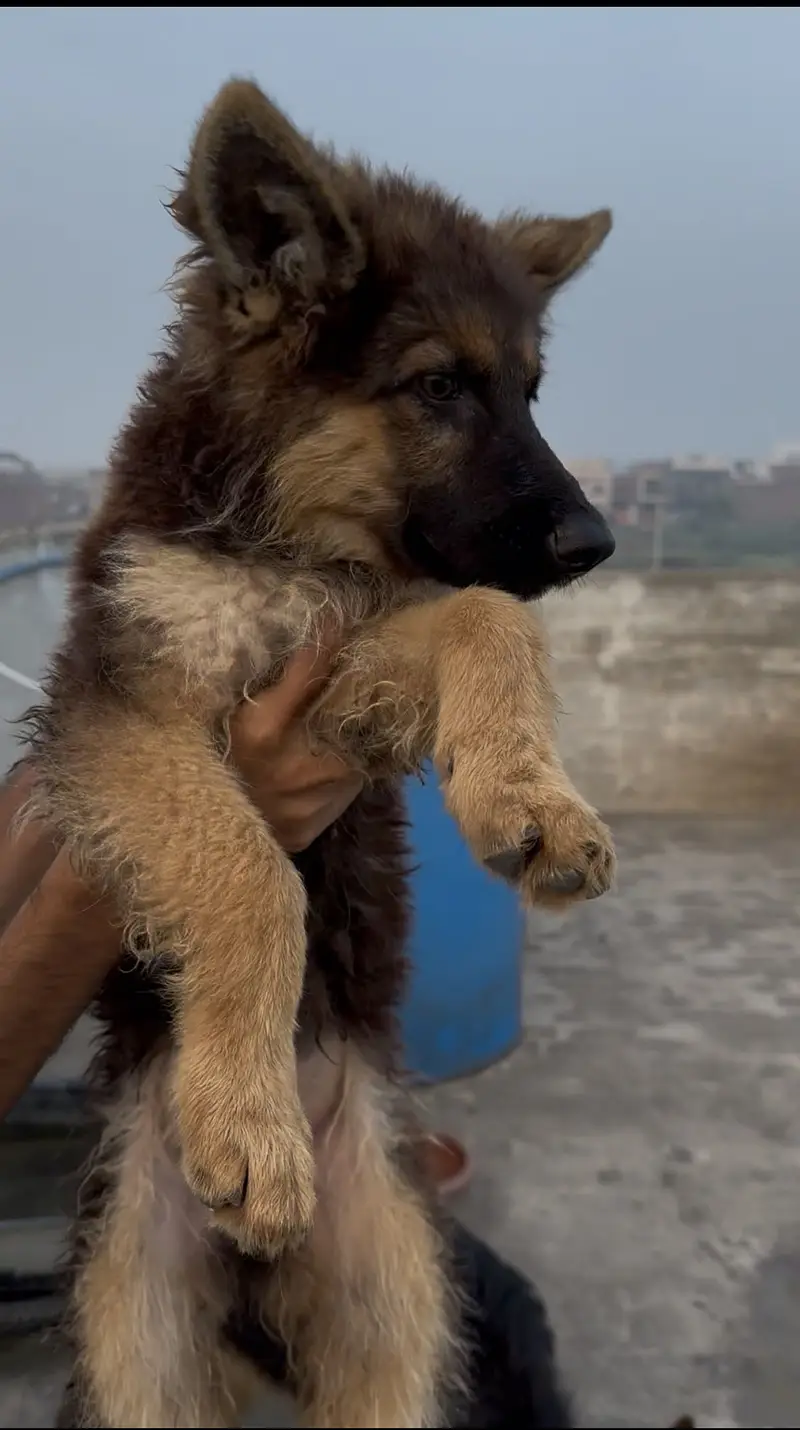 German shepherd puppys — photo 2