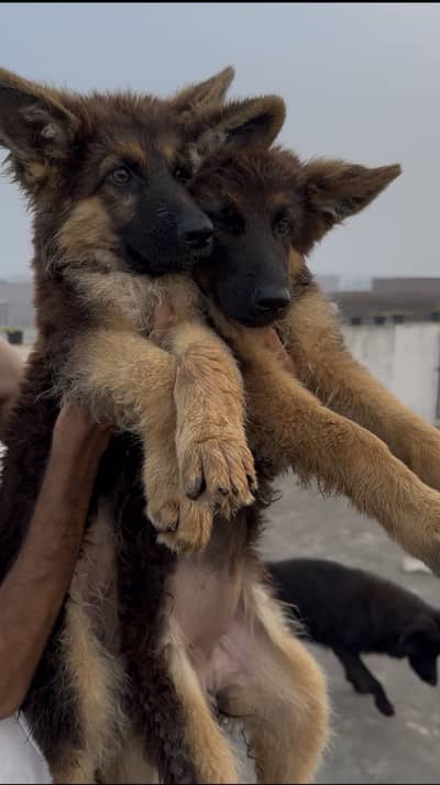 German shepherd puppys