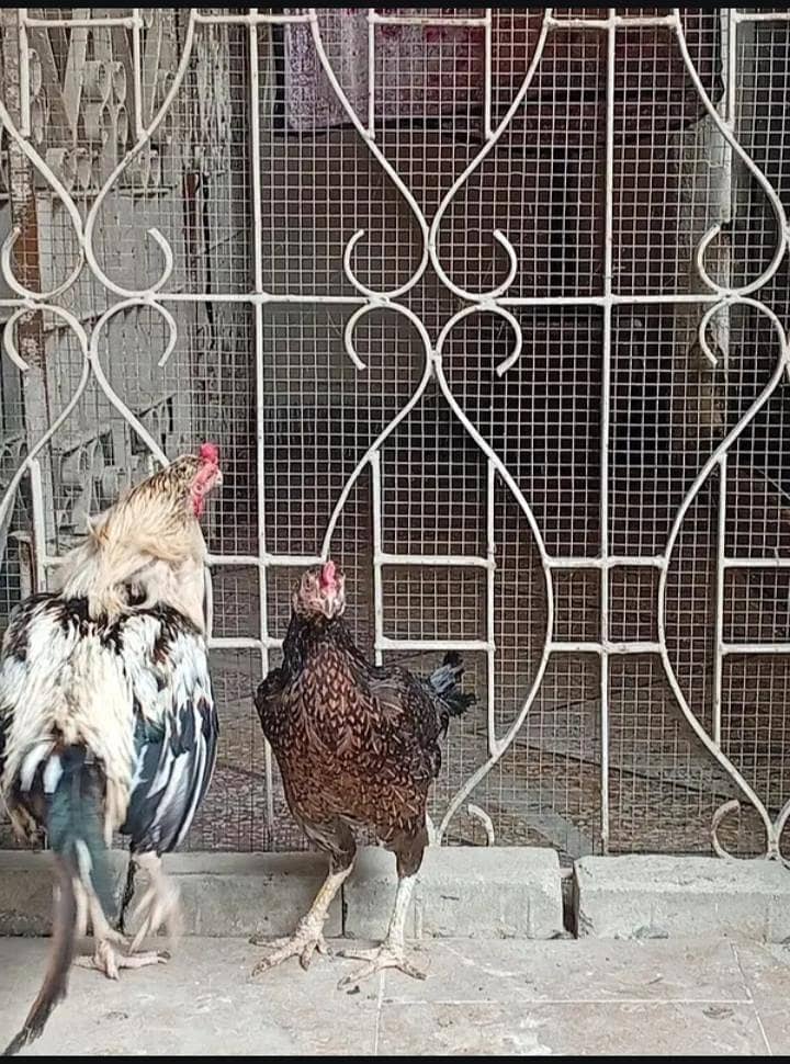 Aseel jawa pair 2