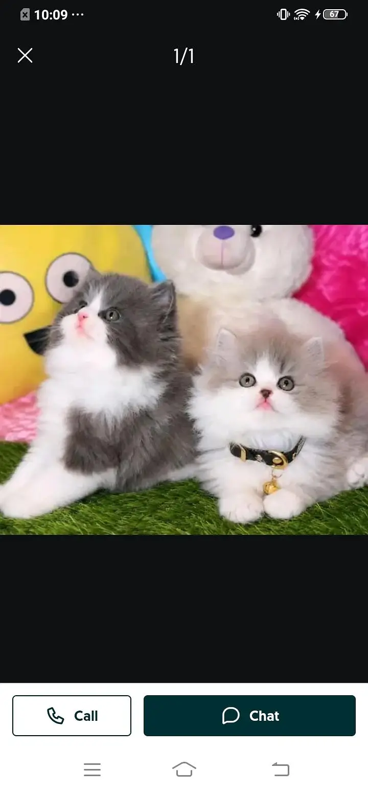 Persian cat for sale male or female my WhatsApp number32=48=31=66=76 — photo 2